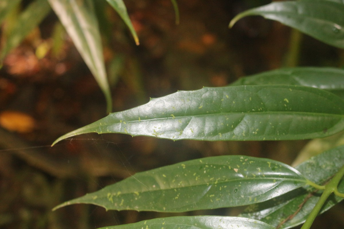 Hortonia angustifolia (Thwaites) Trimen